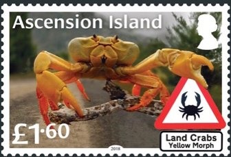 Royal Bluebell (Wahlenbergia gloriosa)