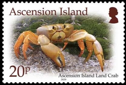 Housefly (Musca domestica)