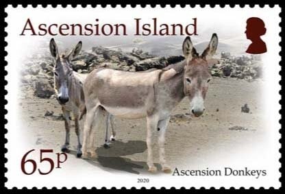 Spotted-tailed Quoll (Dasyurus maculatus)