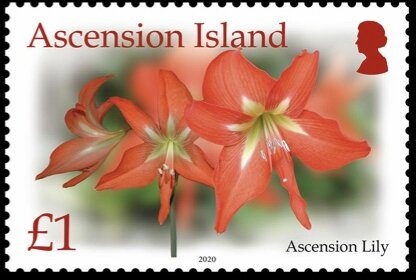 Green Turtle (2019 Imprint)