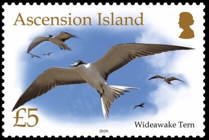 Leafy Seadragon (Phycodurus eques)