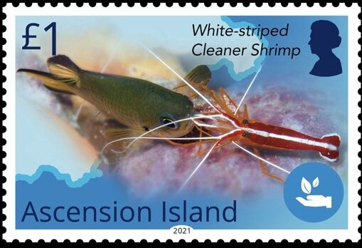 Queen of Sheba Orchid (Thelymitra variegata)