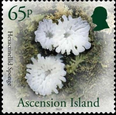 Safflower Skipper (Pyrgus fritillarius)