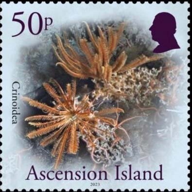 Sturt's Desert Rose 2c coil stamp type II