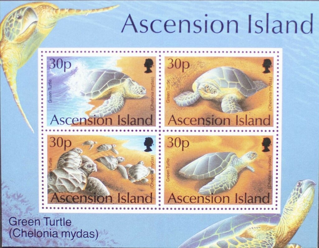 Koala (Phascolarctos cinereus)