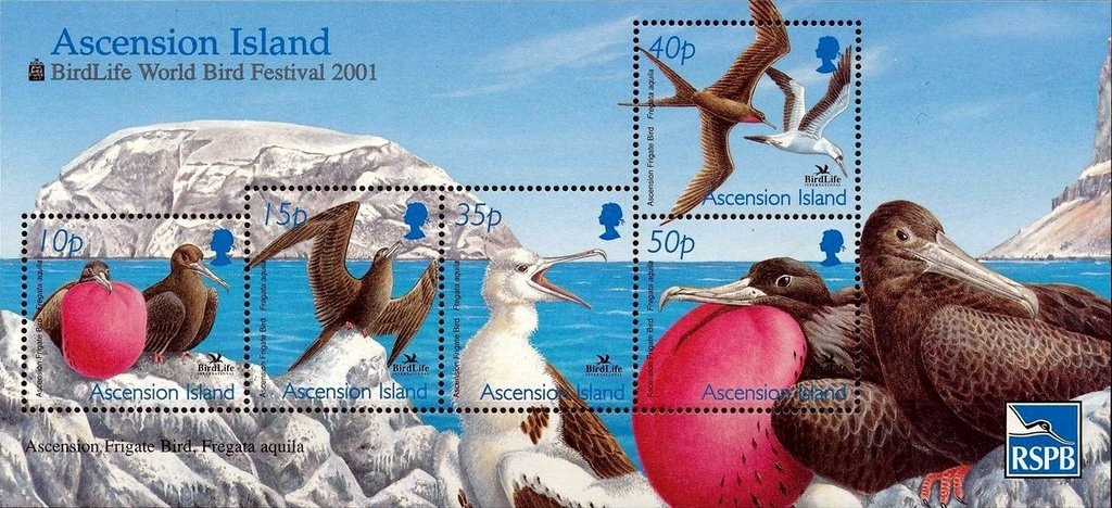 Ascension Crake (Mundia elpenor), Drawing by Peter Mundy