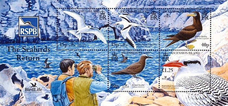 Anemone Fish (Amphiprion percula)