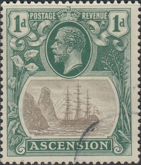 Short-beaked Echidna (Tachyglossus aculeatus)