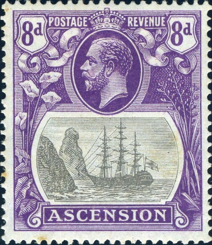 Black-backed Magpie (Gymnorhina tibicen)