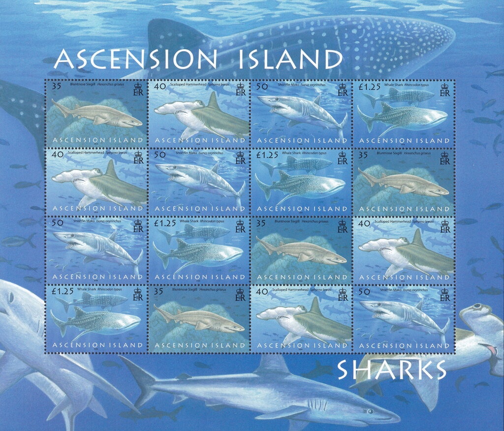 Common Bottlenose Dolphin (Tursiops truncatus)