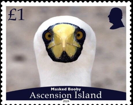 Platypus (Ornithorhynchus anatinus)