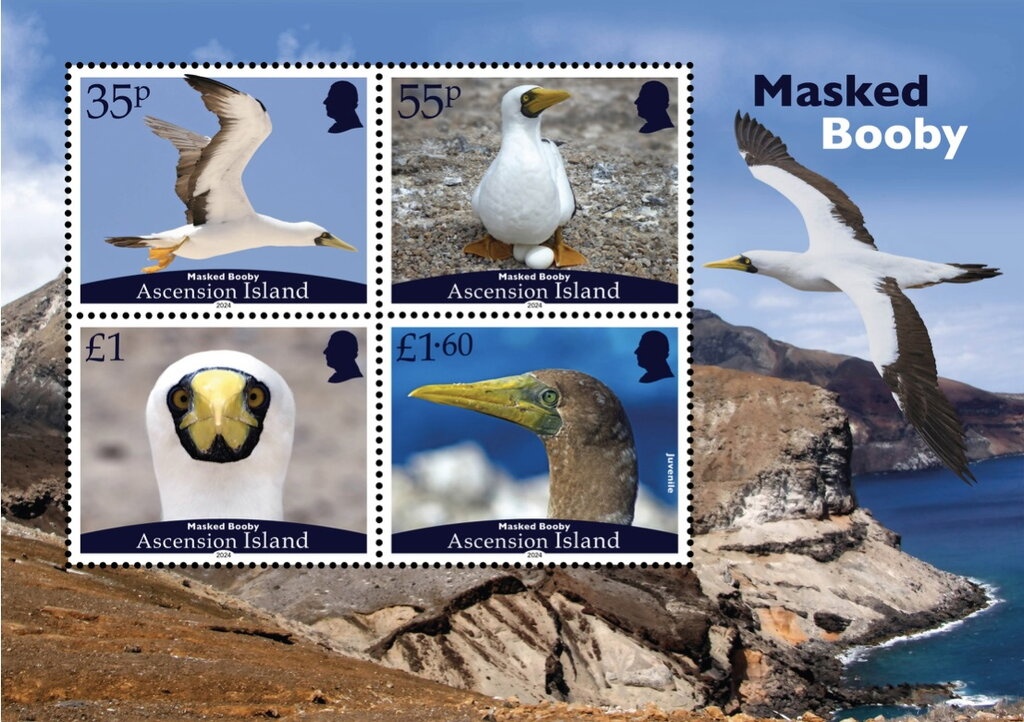 Koala (Phascolarctos cinereus)