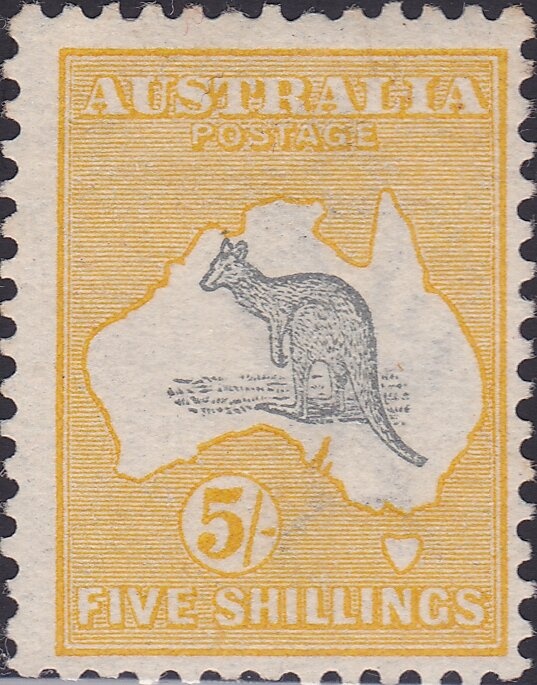 Eastern Grey Kangaroo (Macropus giganteus)