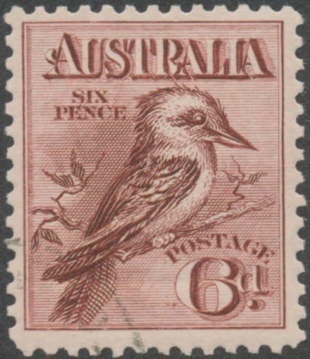 Sooty Tern (Sterna fuscata - breeding Adult Bird