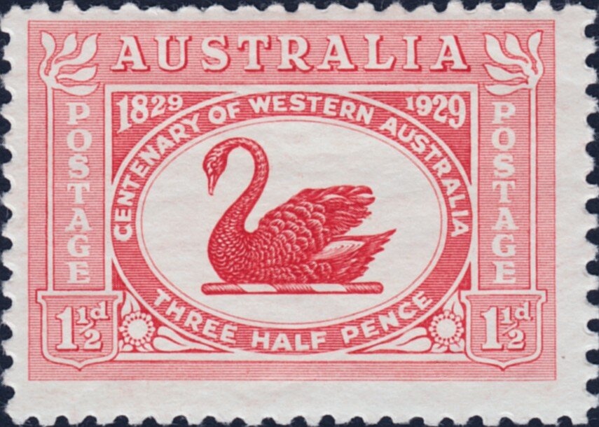 Marri (Eucalyptus calophylla) - I(T)