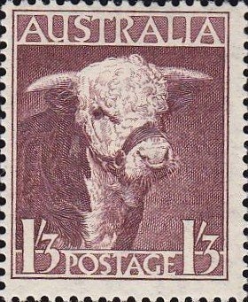 Caesia (Eucalyptus caesia) - I(B)