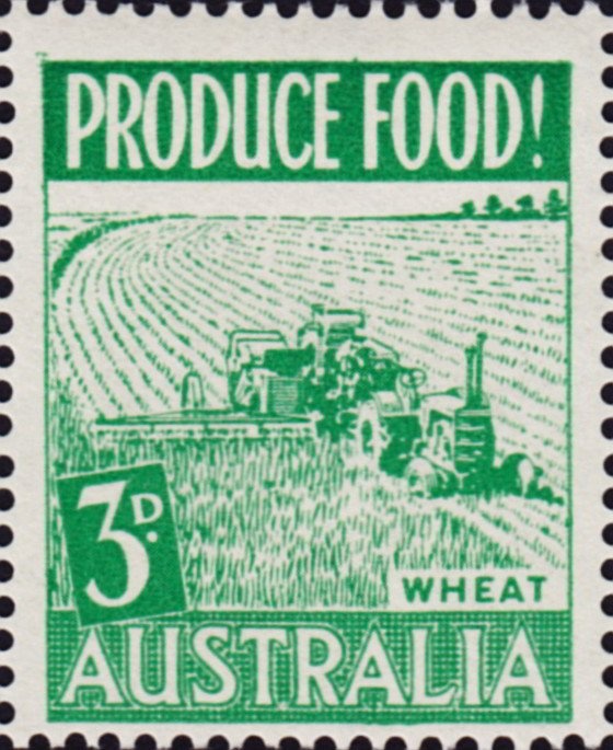 Zebra Finch (Taeniopygia guttata)