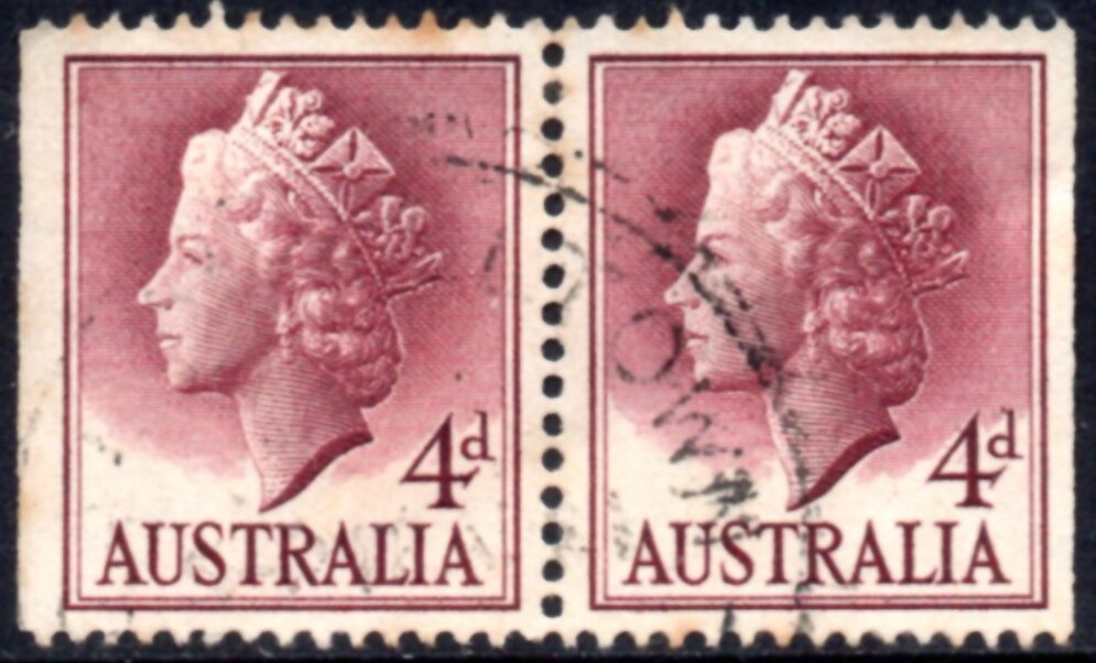 Black-necked Stork (Ephippiorhynchus asiaticus)