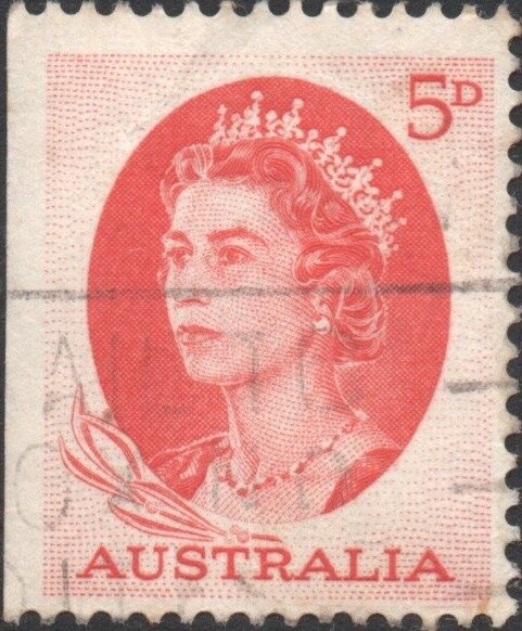 Merino Sheep (Ovis aries)