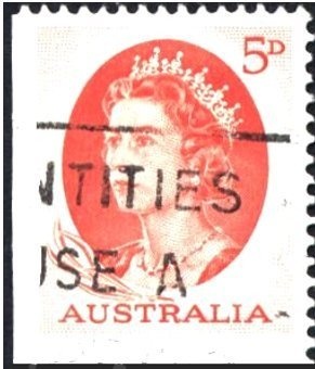 Neltumius arizonensis