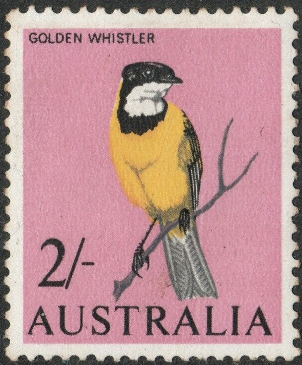 Coral Fish (Chelmon rostratus)