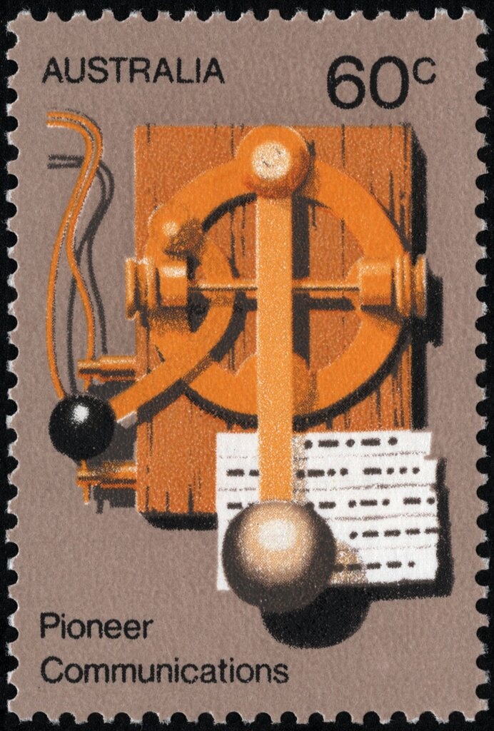 Merino Sheep (Ovis aries)