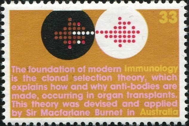 Plate Fish (Bothus lunatus)