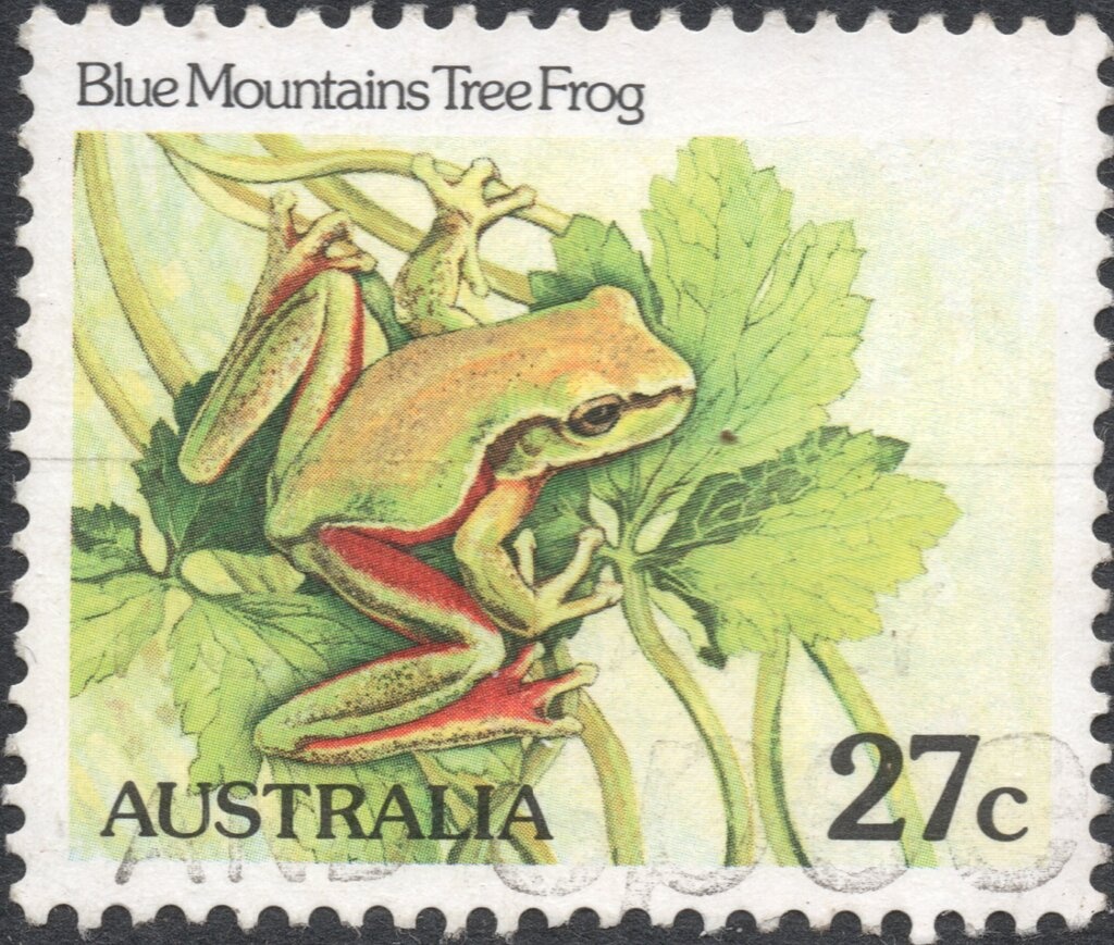 Javelin Frog (Litoria microbelos)