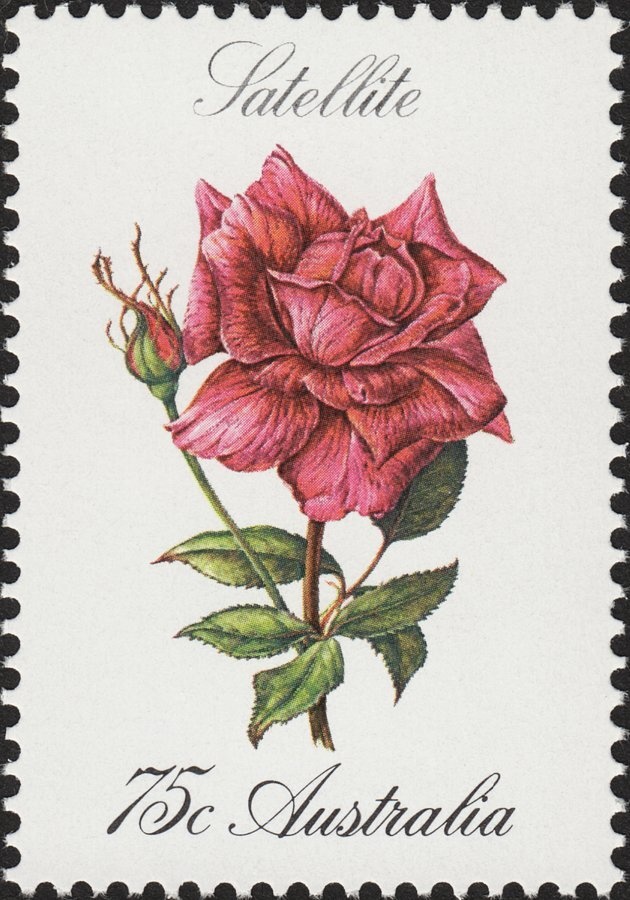 Magnificent Tree Frog (Litoria splendida)