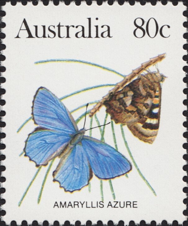 Magnificent Tree Frog (Litoria splendida)