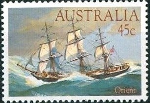 Hawk Moth (Cizara ardeniae)