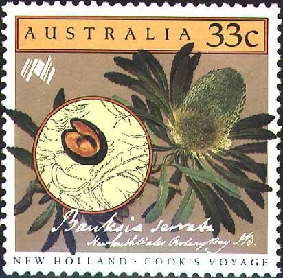 Galapagos Shark (Carcharhinus galapagensis)