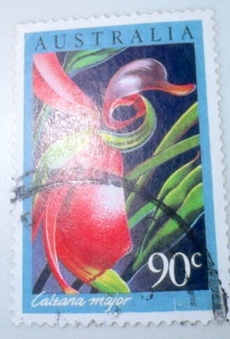 Duck Orchid (Caleana major)  stamp collectible - Main Image 2