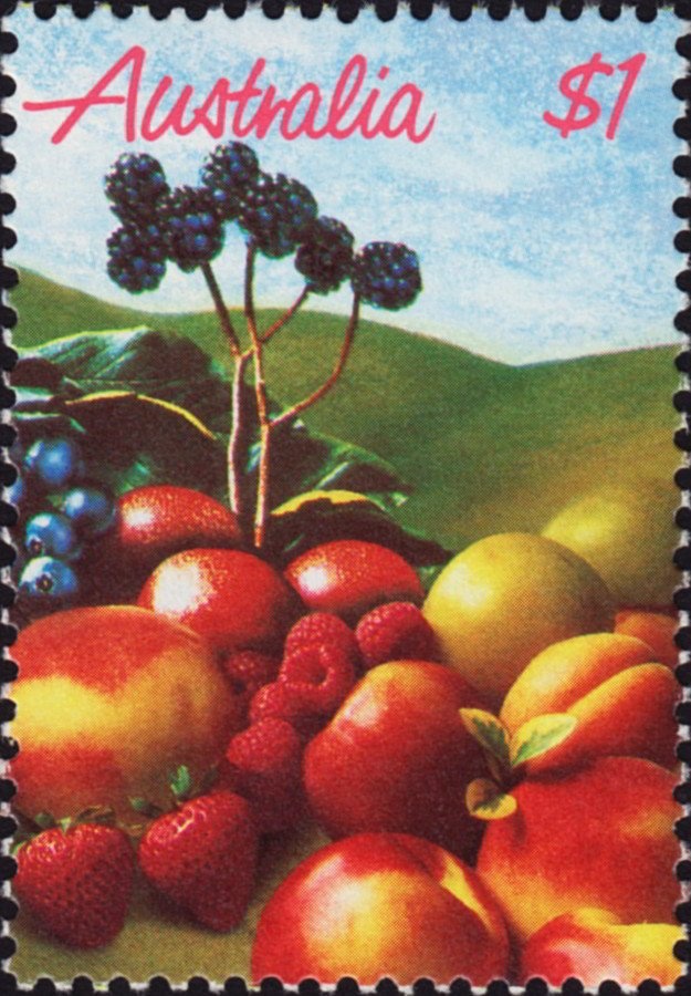 Sulphur-crested Cockatoo (Cacatua galerita)