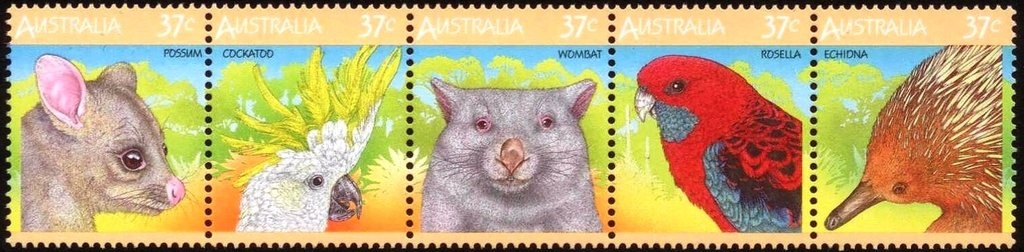 Variegated Fairy-wren (Malurus lamberti)