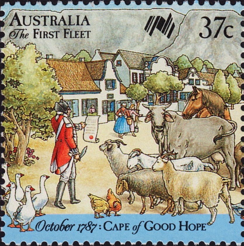 Straw-necked Ibis (Threskiornis spinicollis)