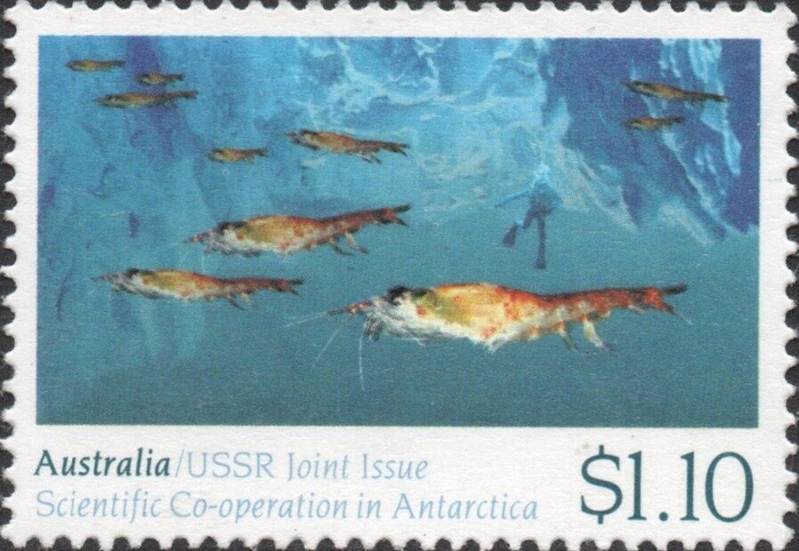 Aboriginal Stockman, white paper