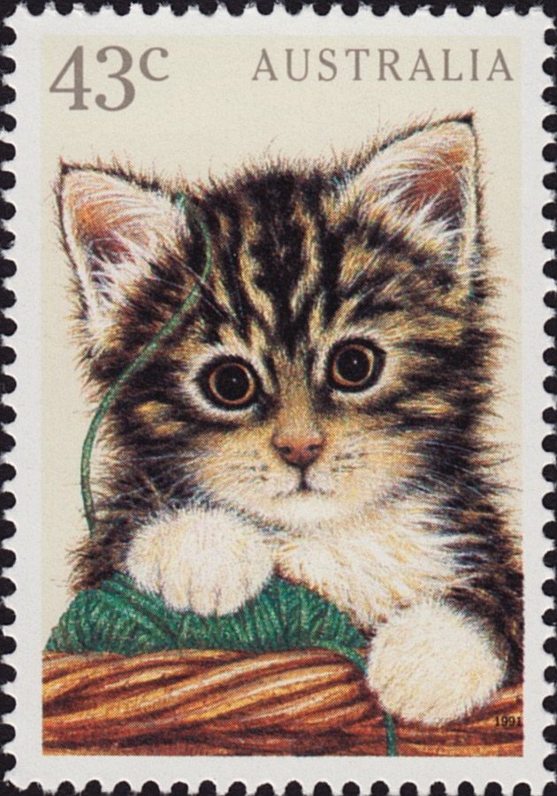 Thylacine (Thylacinus cyanocephalus)