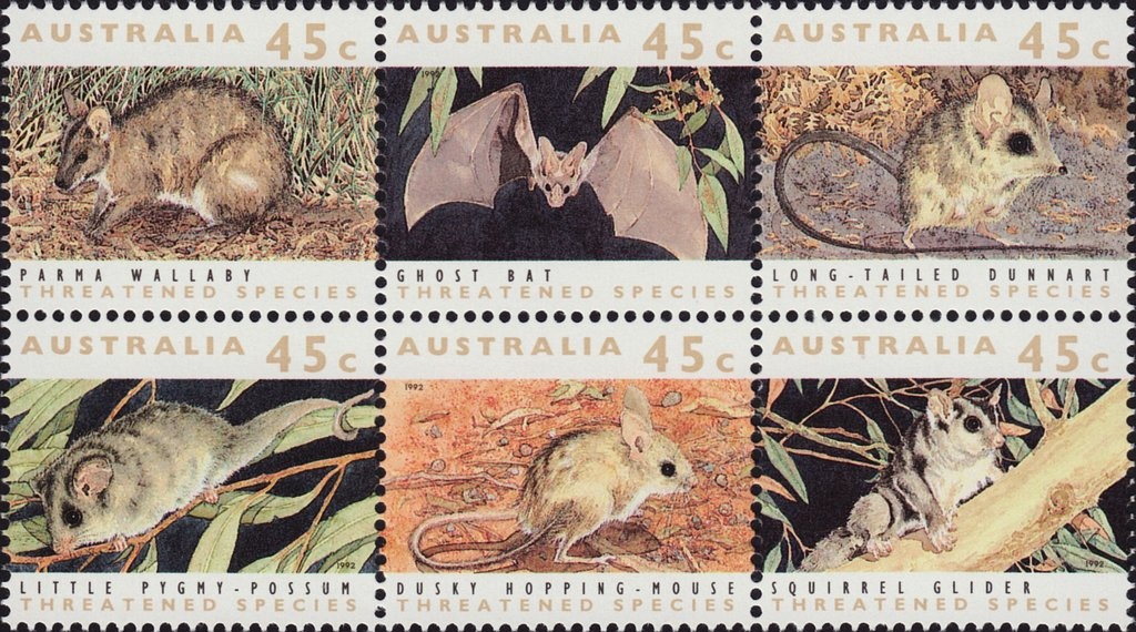 Common Brushtail Possum (Trichosurus vulpecula)