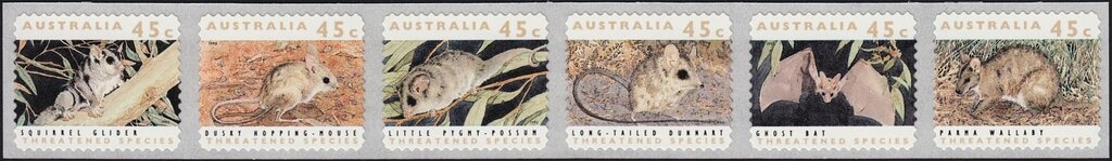 Red Kangaroo (Osphranter rufus)