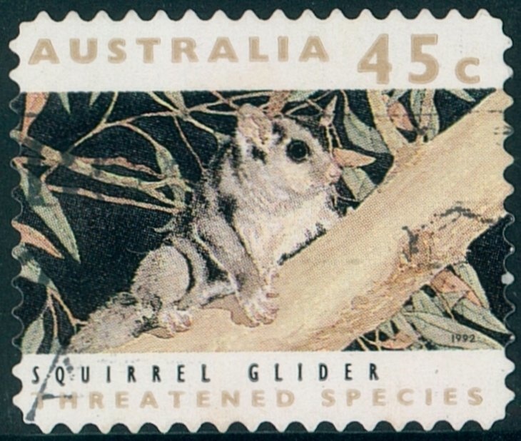 Ghost Bat (Macroderma gigas)