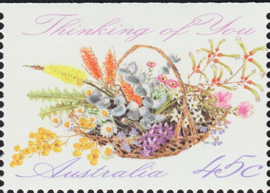 Koala (Phascolarctos cinereus)