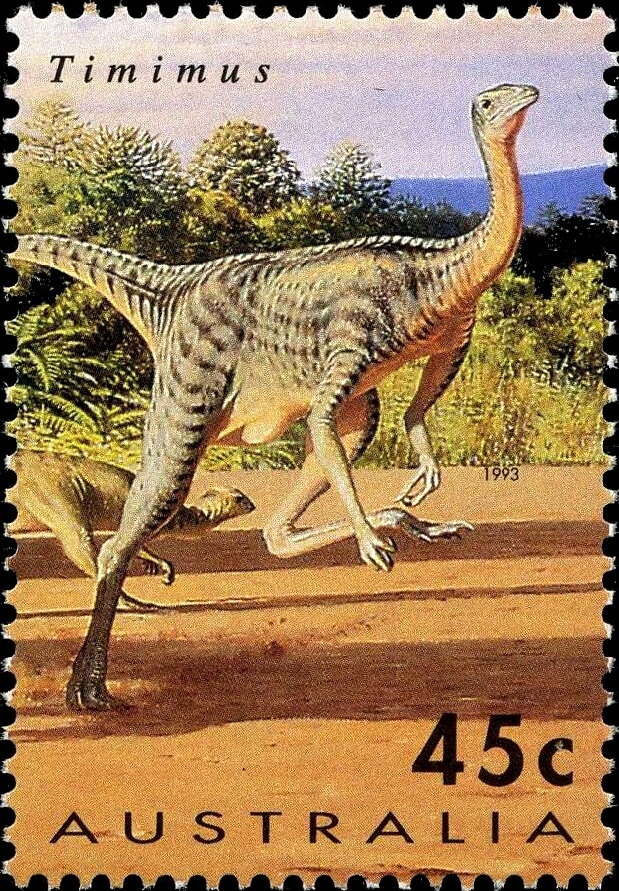 Scarlet Robin (Petroica multicolor)