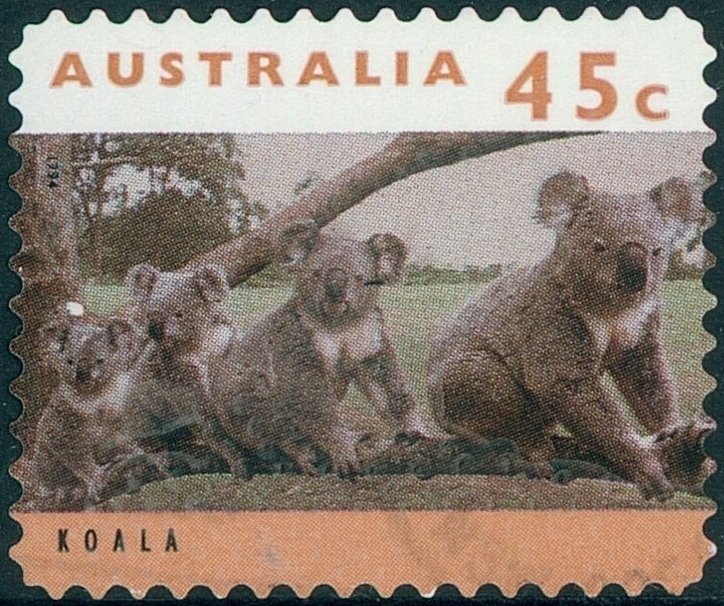 Queensland Hairy-nosed Wombat (Lasiorhinus krefftii)
