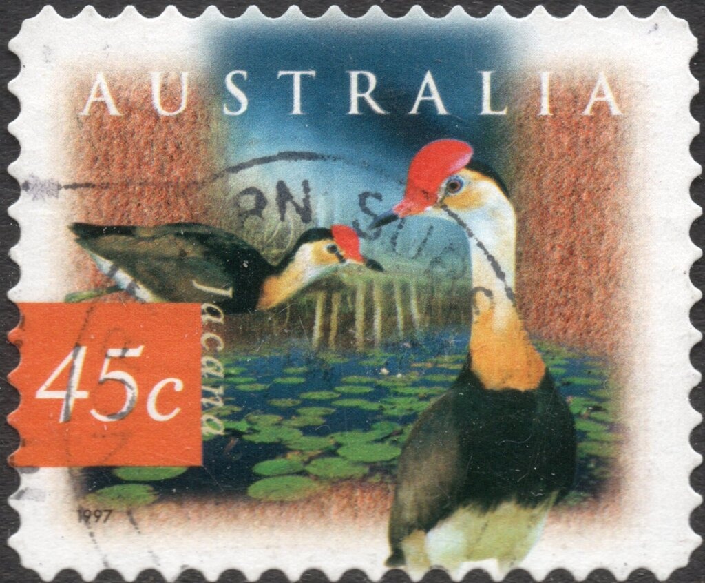 Lyre Bird (Menura novaehollandiae)