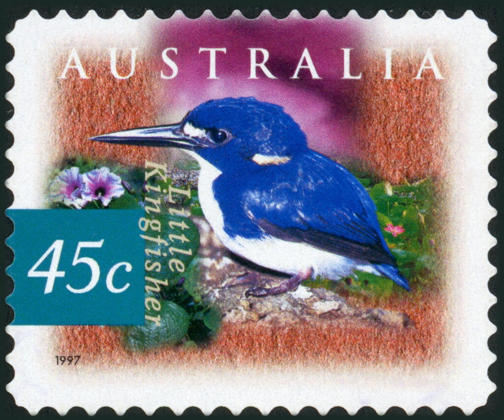 Moreton Bay Fig (Ficus macrophylla)