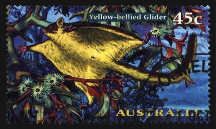 Nudibranch and Flame Angelfish (Centropyge loriculus)