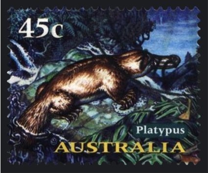 Southern Bottlenose Whale (Hyperoodon planifrons)