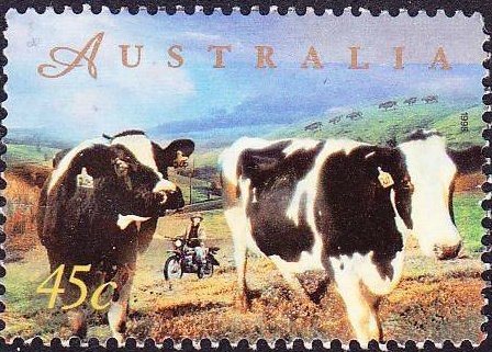 Snowgum (Eucalyptus pauciflora)