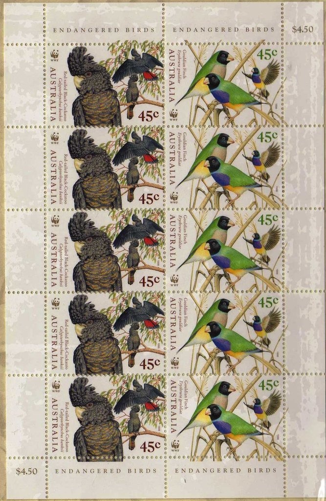 Marri (Eucalyptus calophylla) - I(T)